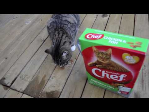 Hungry cat. BCE, film editing