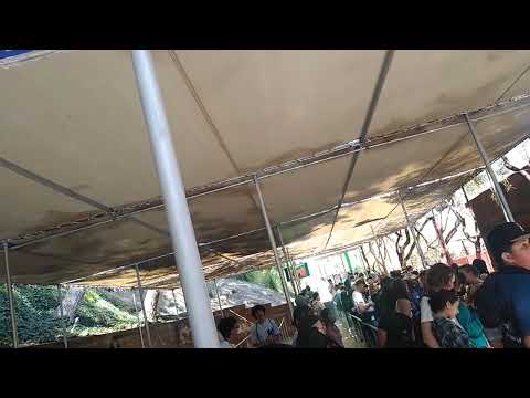 Tatsu short video by Keith's Transit Experiences