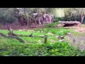Disney S Animal Kingdom Kilimanjaro Safaris Hyena Hyena River