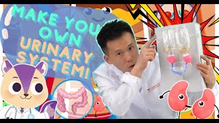 Biology | DIY Urinary System | Human Body | Experiment | Arts & Crafts | Science For Kids