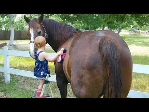 Les chevaux sont les compagnons les plus doux pour les bébés, cette vidéo le prouve ❤️