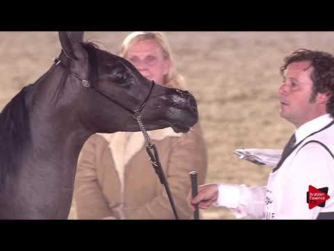 N.65 NAWAF AL SRAIYA - 2019 Qatar International show - Yearling Colts (Class 4A)