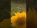 Suna Suna Hai Jahan Ab Jau Mai Kaha Song Status Mera Dil Ye Pukare Aaja Status Male Version