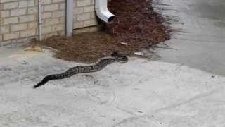 preview picture of video 'Timber Rattlesnake Chelsea Alabama'