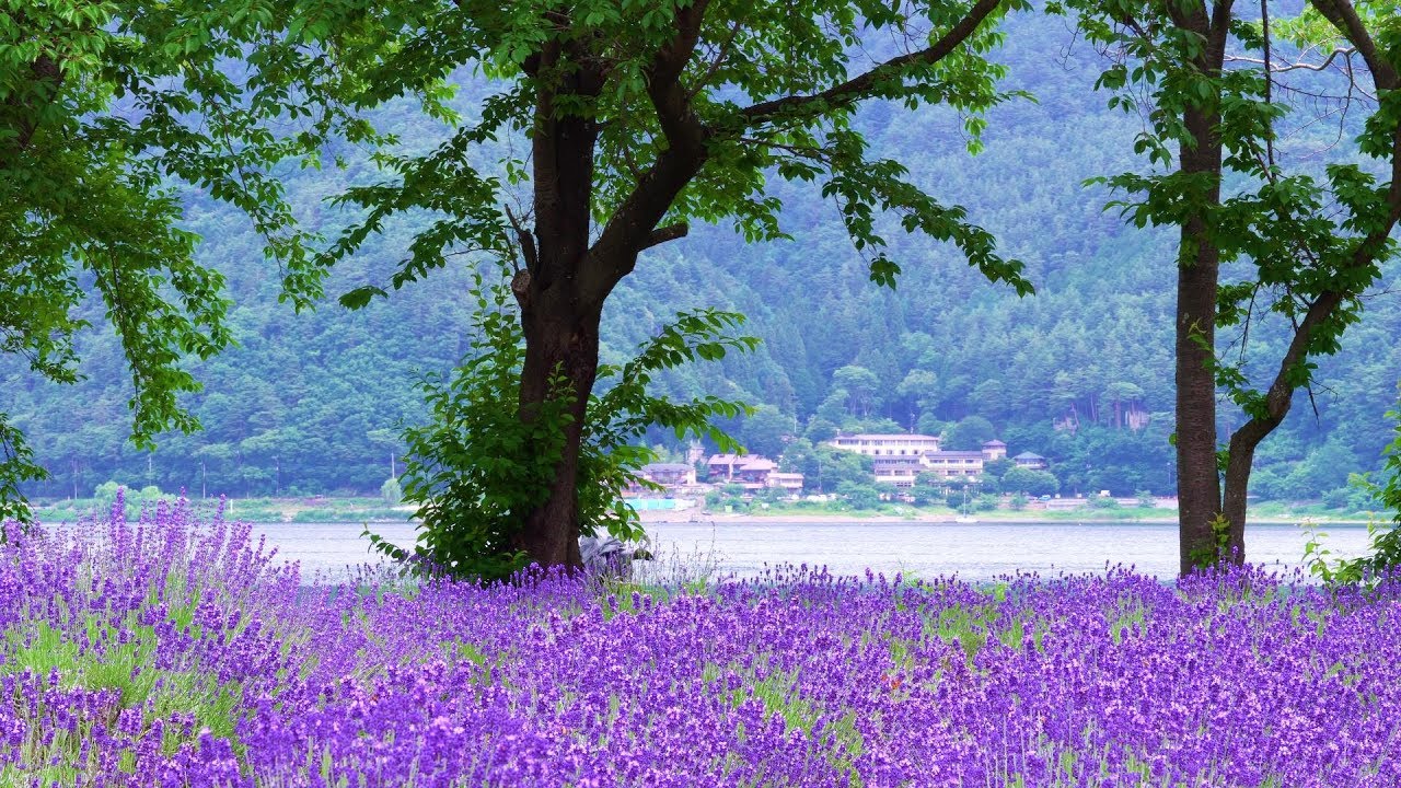 Experience the captivating seasonal bloom at Yagizaki Park.