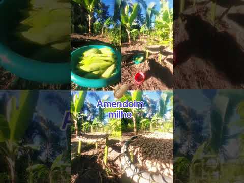 Amendoim 🥜 milho  🌽  Nova Xavantina  / MT