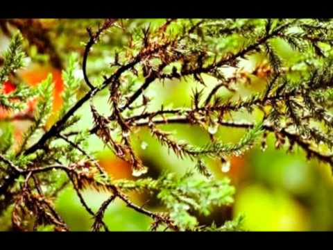 remembering Guru's birthday, Soumitra Nath