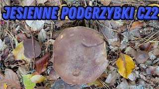 Autumn bay boletes part 2