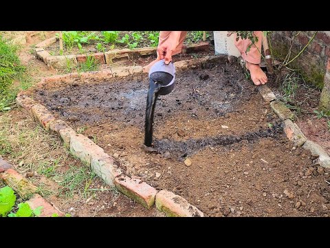 Struggling with Poor Soil? Try This EASY Fix!