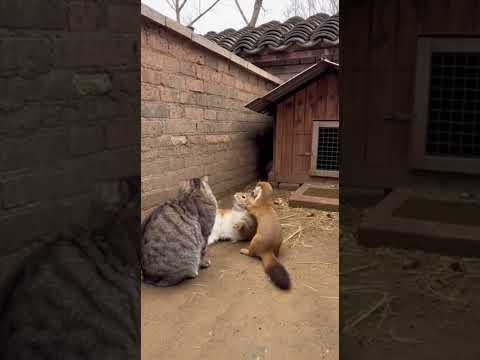 白養了一隻貓#熱門#大熱門#funny#搞笑#搞笑視頻#搞笑視頻#可愛#animals