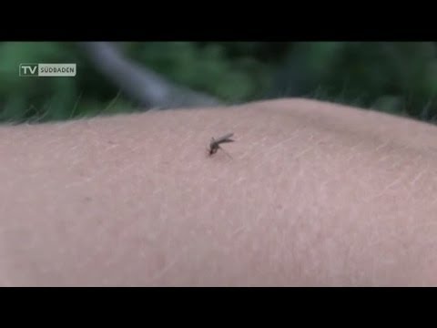 Ortenau - Mückenplage droht