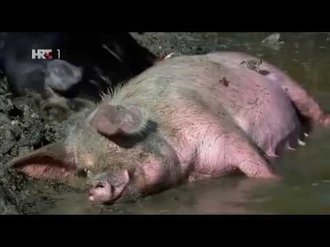 Dunav Europska Amazona ep 2