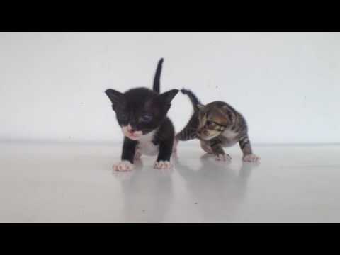 3 weeks old kittens start walking