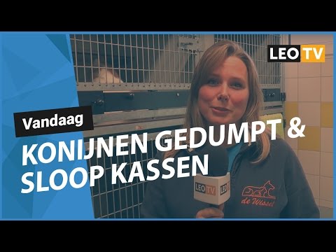 LEO Vandaag 2 mei 2017: Konijnen gedumpt & Kassen Comenius gesloopt