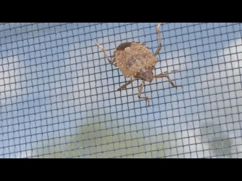 Tips To Keep Stink Bugs From Smelling Up Your Home