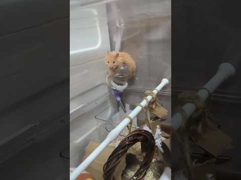 This is first!!! Next level #hamster mischief unlocked.