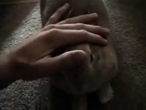 Evil Growling Rabbit (the real life rabbit that guards the Cave of Caerbannog -Holy Grail)