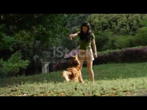 Man Play With Poodle Dog | Funny  Video | Download Video  Now