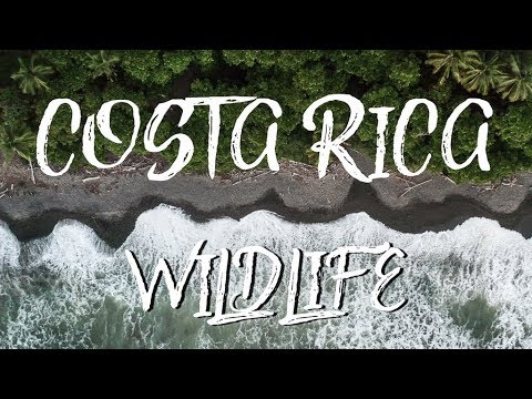 Costa Rica Wildlife (4k)