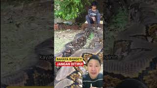 Download lagu VIRAL❗️BOCIL PELIHARA ULAR PITON RAKSASA❗️BERANI BANGET❗️#Shorts #trendingshorts mp3
