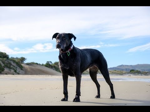 conservationists-colour-code-canines-in-otago-rnz