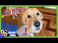 Why Does This Dog Keep Stealing His Sister S Dolls Bad Boys Dodo Kids
