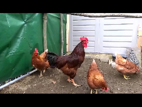download lagu mp3 mp4 Can Roosters Be Neutered, download lagu Can Roosters Be Neutered gratis, unduh video klip Can Roosters Be Neutered