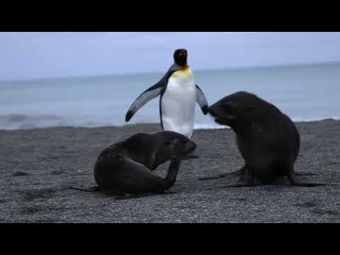 2023-03 - Antarctica and South Georgia Islands Expedition - Sights and Sounds