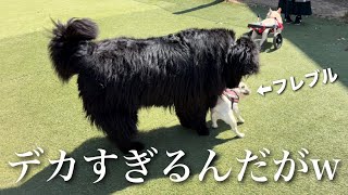 ニューファンドランドというクソデカ大型犬に出会った後に黒柴犬と灰になるまで走り回るエレンたそ