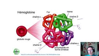 O3-vidéo 2-2 Coopérativité et structure de l'hémoglobine