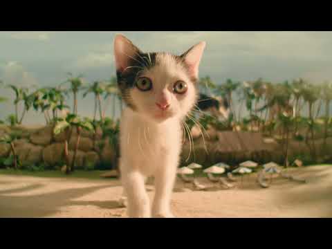 Flygresor.se presenterar: kattungarna på strandsemester!