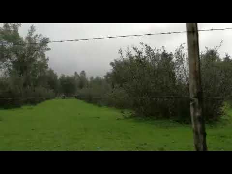 CITTANOVA : MANDRIA AL PASCOLO