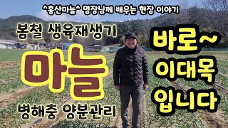 마늘 봄철 생육재생기 병해충 양분관리 지금이 농사의 성패를 좌우합니다ㆍ 전국 최대규모 홍산마늘 명장님께 배우…