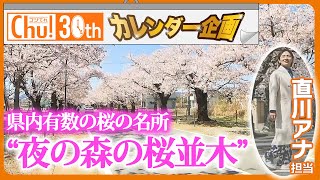 【夜の森の桜】直川アナが桜のトンネルでカレンダー写真を撮影！のはずが…あいにくの雨！？一体どうなる？【ゴジてれ30th カレンダー企画 #2】