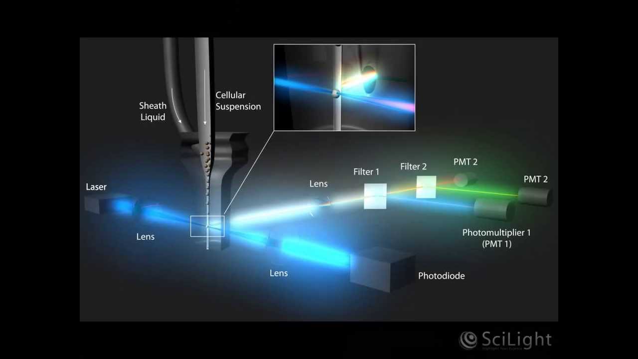 SciLight Scientific Animations
