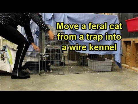 Move a feral cat from an automatic trap or transfer cage into a wire kennel