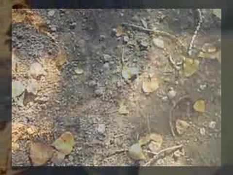 Uva De La Vieja Parra video