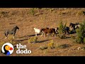 Woman Spends Over A Year Trying To Find Wild Horse And All Of His Mares And Babies The Dodo