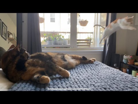 Playing With One Of The Smartest Cats In The World! | CatManJohn