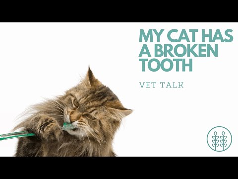 Q) My cat has a broken tooth but anesthesia scares me.│ Twin Trees Vet Talk