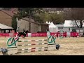 GRAND PRIX AS ELITE COYOTTE GIRL DU GARON
