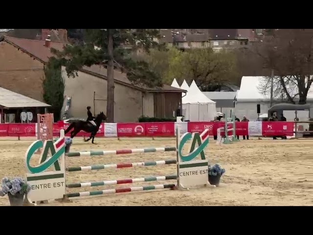 GRAND PRIX AS ELITE COYOTTE GIRL DU GARON
