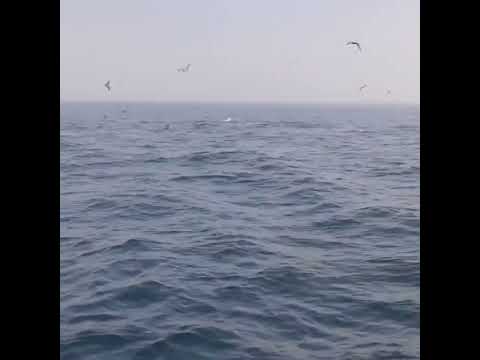 How to Read a Temp Break for Tuna⁠🎣