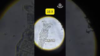 Download lagu DIY Microscope for UNDER $5?! See Microbes LIVE! mp3