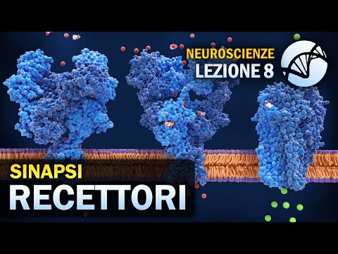 Recettori Sinaptici | NEUROSCIENZE - Lezione 8