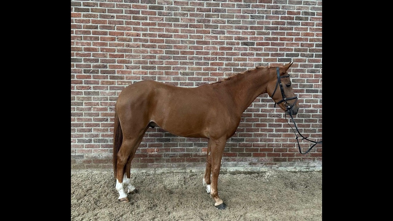Tarzan (KASANOVA VAN KLAVERBORCH x VIGARO) video 3