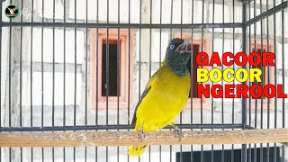 Download lagu cukup 1 MENIT cucak kurincang BISU atau MACET langsung NYAUT dan GACOR mp3 Download lagu cukup 1 MENIT cucak kurincang BISU atau MACET langsung NYAUT dan GACOR mp3