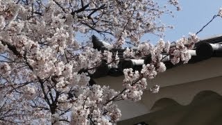preview picture of video 'Castle and Cherry Blossoms—Classic Japan—Yamagata'