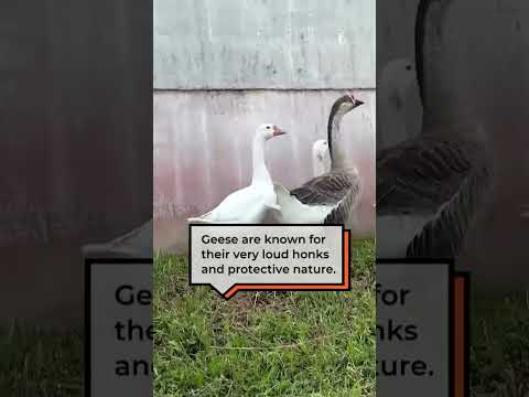 Prison geese are the great protectors of the São Pedro de Alcântara Penitentiary #CBCKN