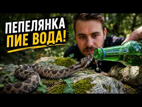 Дадохме ВОДА на най-опасната змия в България! | Пепелянката - митове и реалност